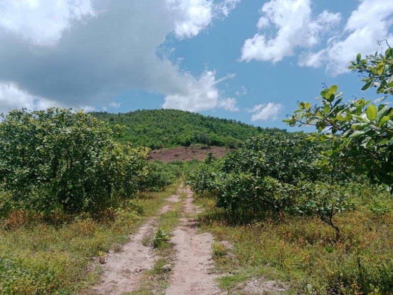 ប្រជាពលរដ្ឋ​រាយការណ៍​ពី​ករណី​កាប់​រាន​ព្រៃឈើ​សម្បត្តិ​សាធារណៈ​របស់​រដ្ឋ នៅ​ស្រុក​ឈូក ខេត្ត​កំពត ស្នើសុំ​អាជ្ញាធរខេត្ត និង​មន្ទីរ​ជំនាញ ចាត់វិធានការ​ទប់ស្កាត់​